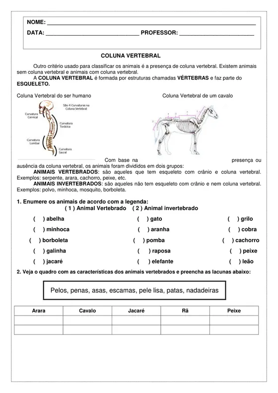 3º ano, Ciências: Coluna vertebral